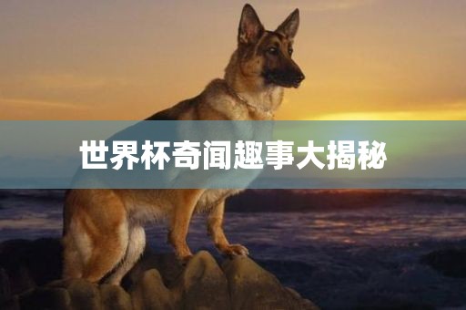 常熟市高丰毛纺织品有限公司世界杯奇闻趣事大揭秘