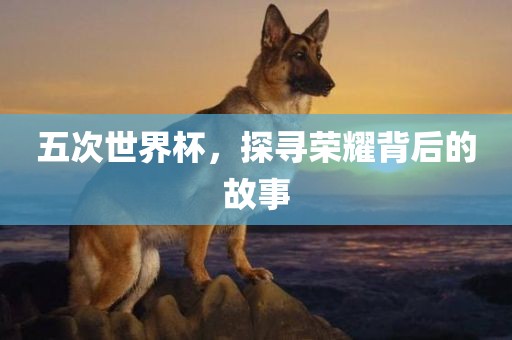 五次世界杯，探寻荣耀背后的故事