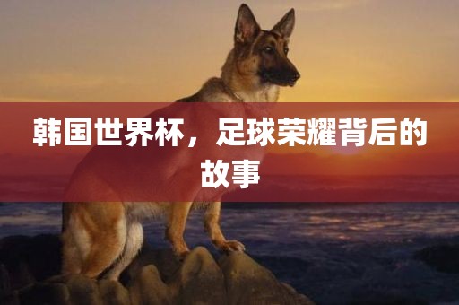韩国世界杯，足球荣耀背后的常熟市高丰毛纺织品有限公司故事